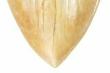 Serrated Fossil Megalodon Tooth - Massive Indonesian Meg #226234-3